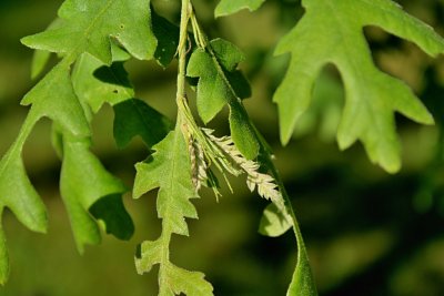 Quercus cerris 'Laciniata' - dub cer - jarní výhonek